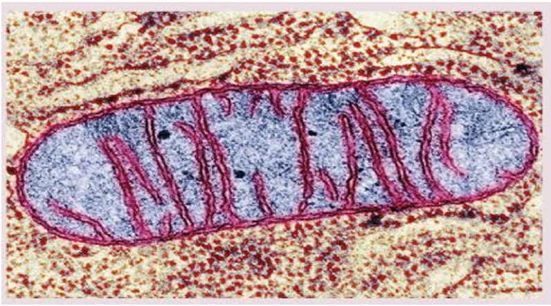 Mitochondria Microscope Image.png